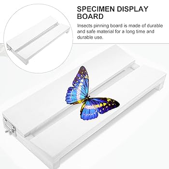 Amazon.com: Yardwe Adjustable Insect Pinning Board